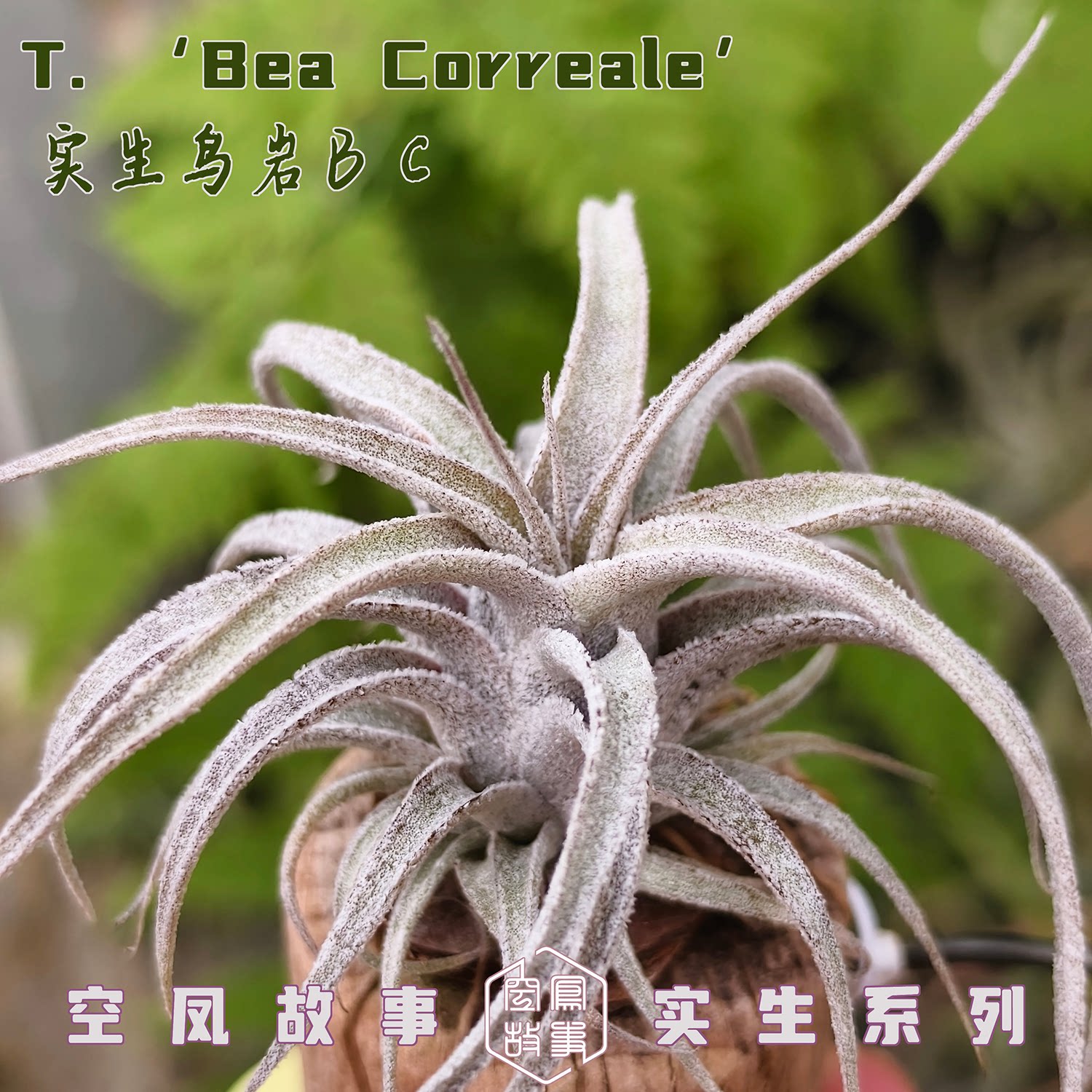 实生鸟岩BC 空凤故事自育珍品室内绿植美观趣味空气凤梨