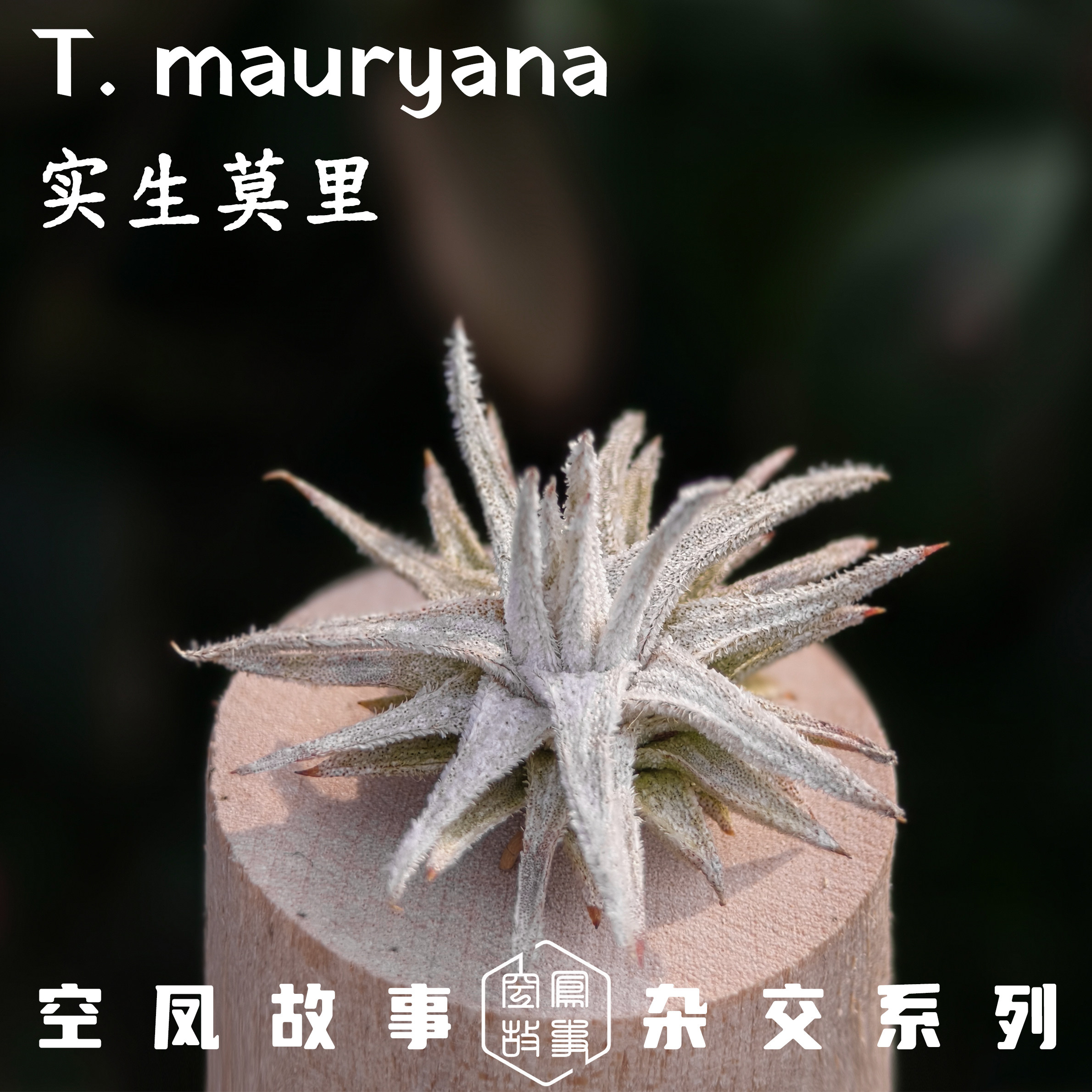 空凤故事实生莫里空气凤梨