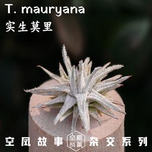 空凤故事实生莫里空气凤梨