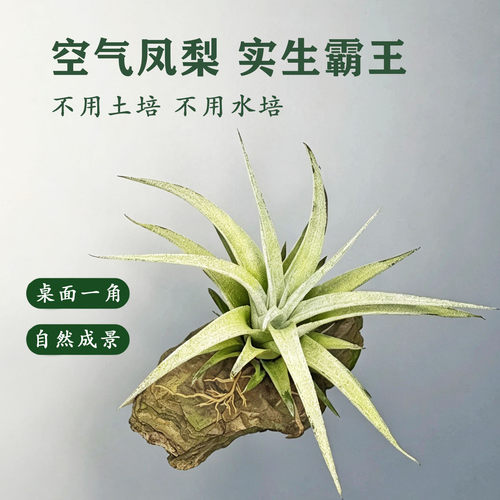 空气凤梨实生霸王无土懒人植物桌面绿植新奇趣味桌面盆栽空凤故事
