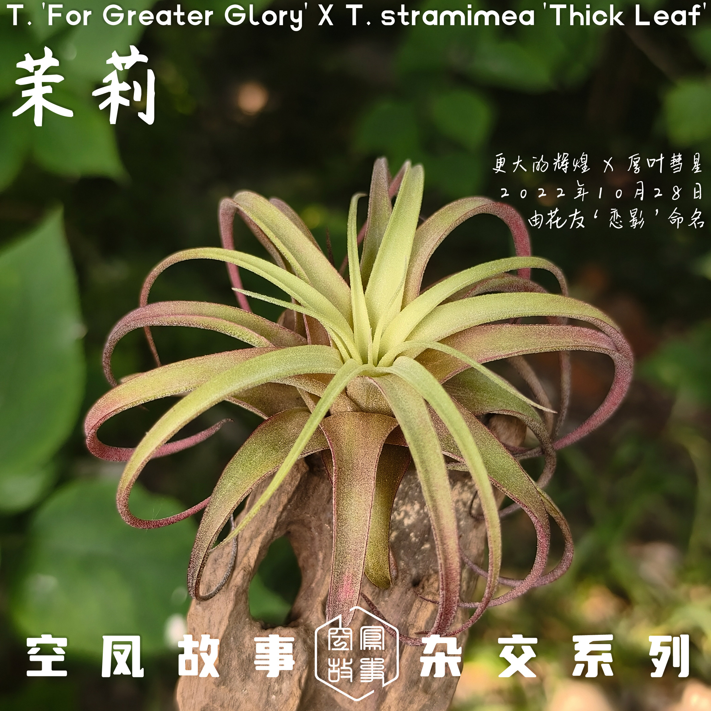 茉莉｜(霸王 x 柳叶) x 彗星可爱桌面绿植空凤故事空气凤梨