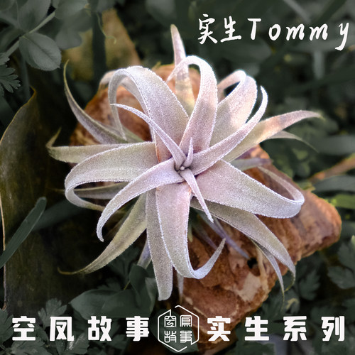 空气凤梨 实生Tommy 空凤故事自育珍品室内绿植美观趣味