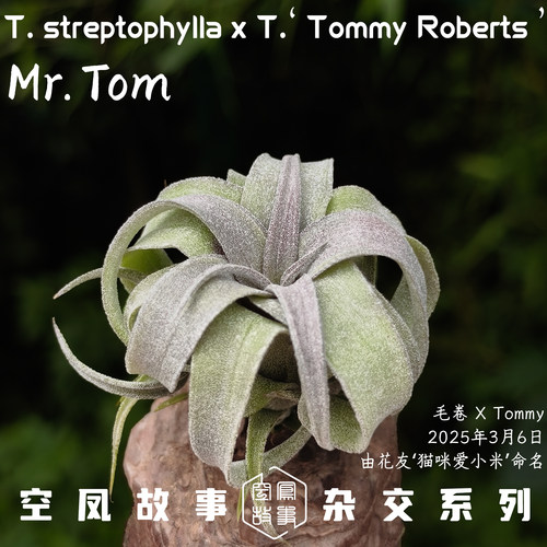 Mr.Tom｜毛卷 x Tommy 空凤故事自育实生杂交空气凤梨