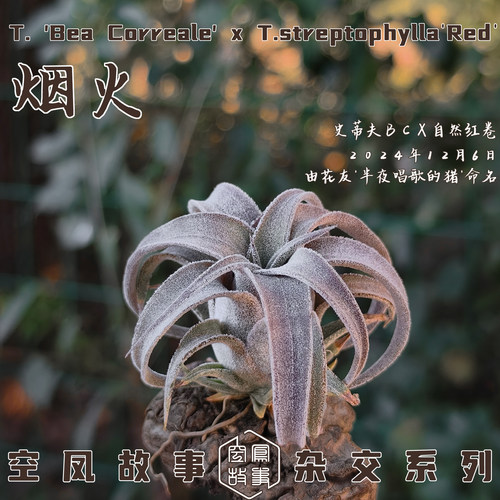 空气凤梨烟火｜史蒂夫BC x 自选红卷 空凤故事自育实生杂交