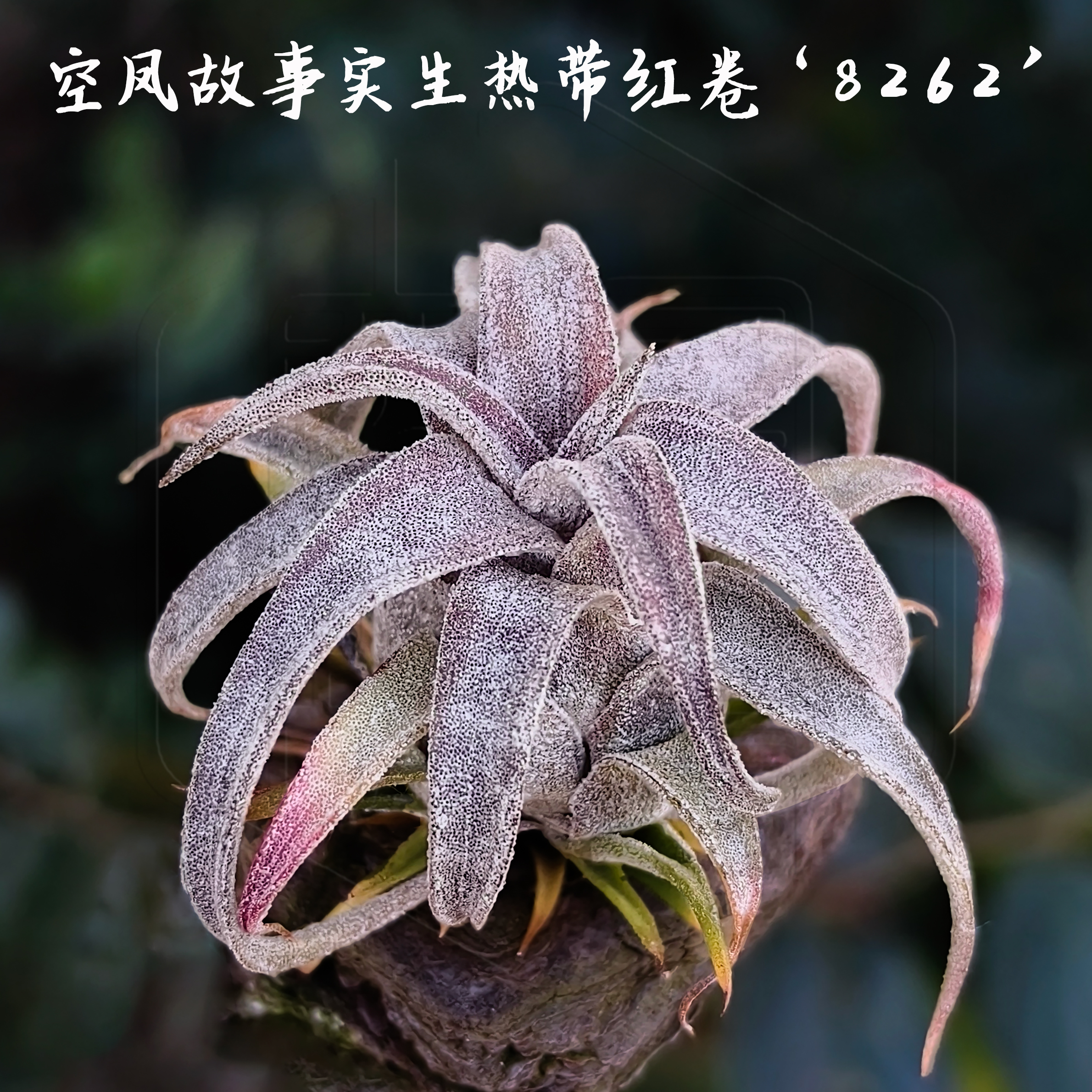 空凤故事空气凤梨实生热带红卷8262/内斯特红卷8262