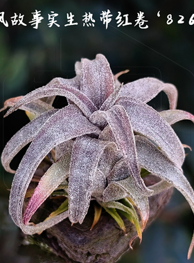 空凤故事空气凤梨实生热带红卷8262/内斯特红卷8262
