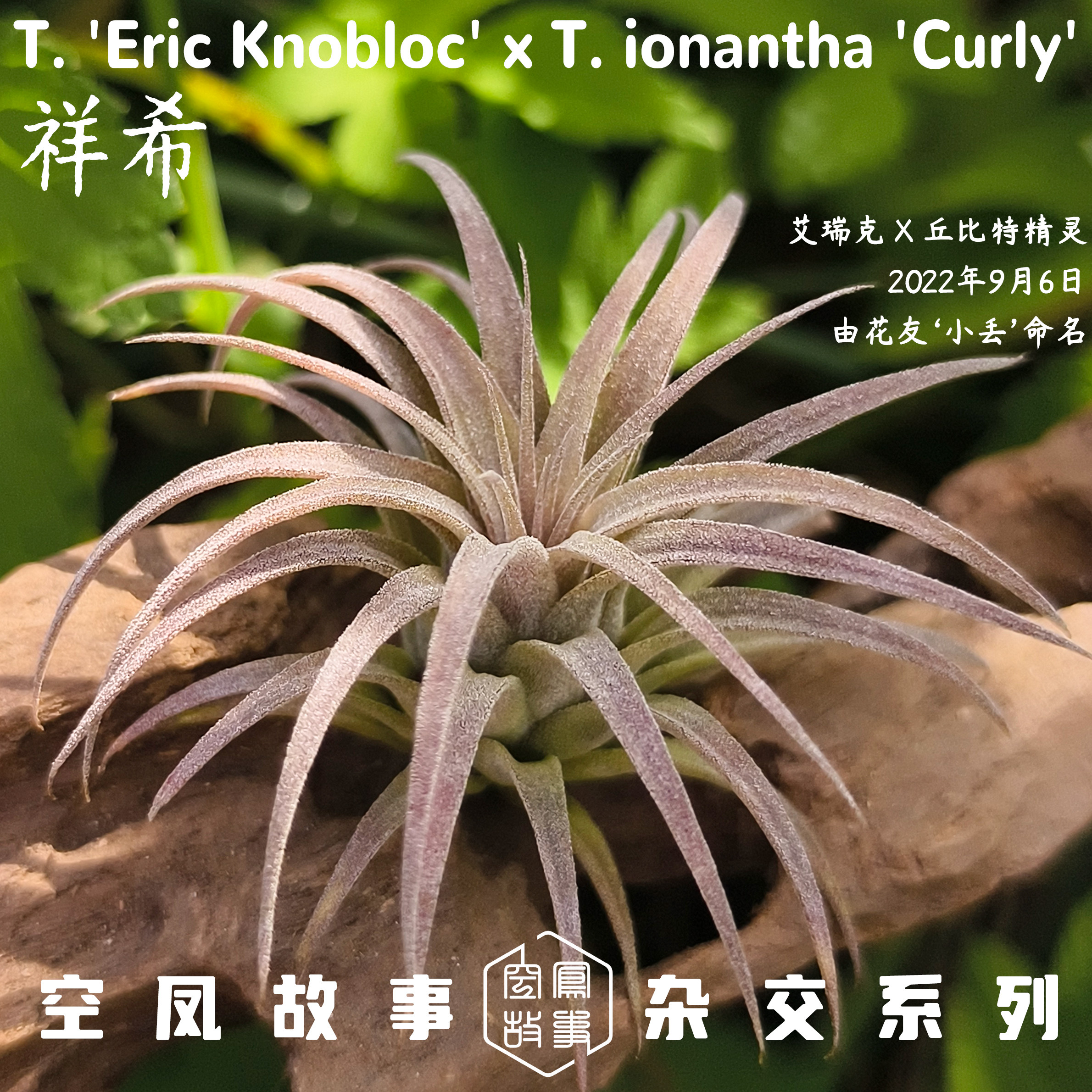 祥希 | 艾瑞克 x 丘比特 空凤故事自杂品种 室内绿植空气凤梨