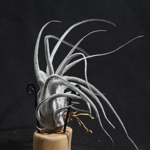 空气凤梨鸟岩河豚中号空凤故事白毛大肚子室内绿植花卉趣味美观