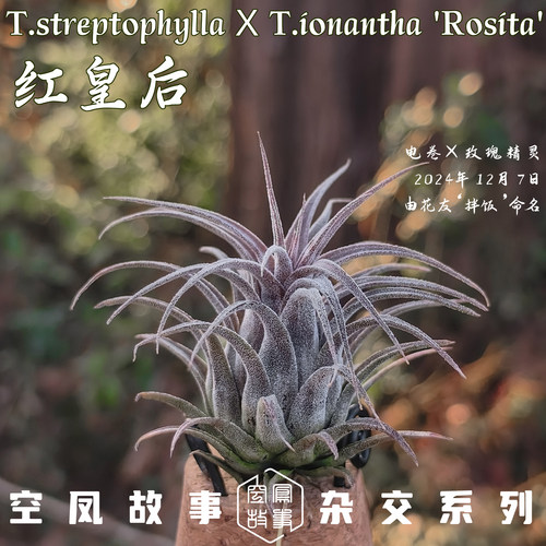 红皇后｜电卷 x 玫瑰精灵 空凤故事自育实生杂交空气凤梨
