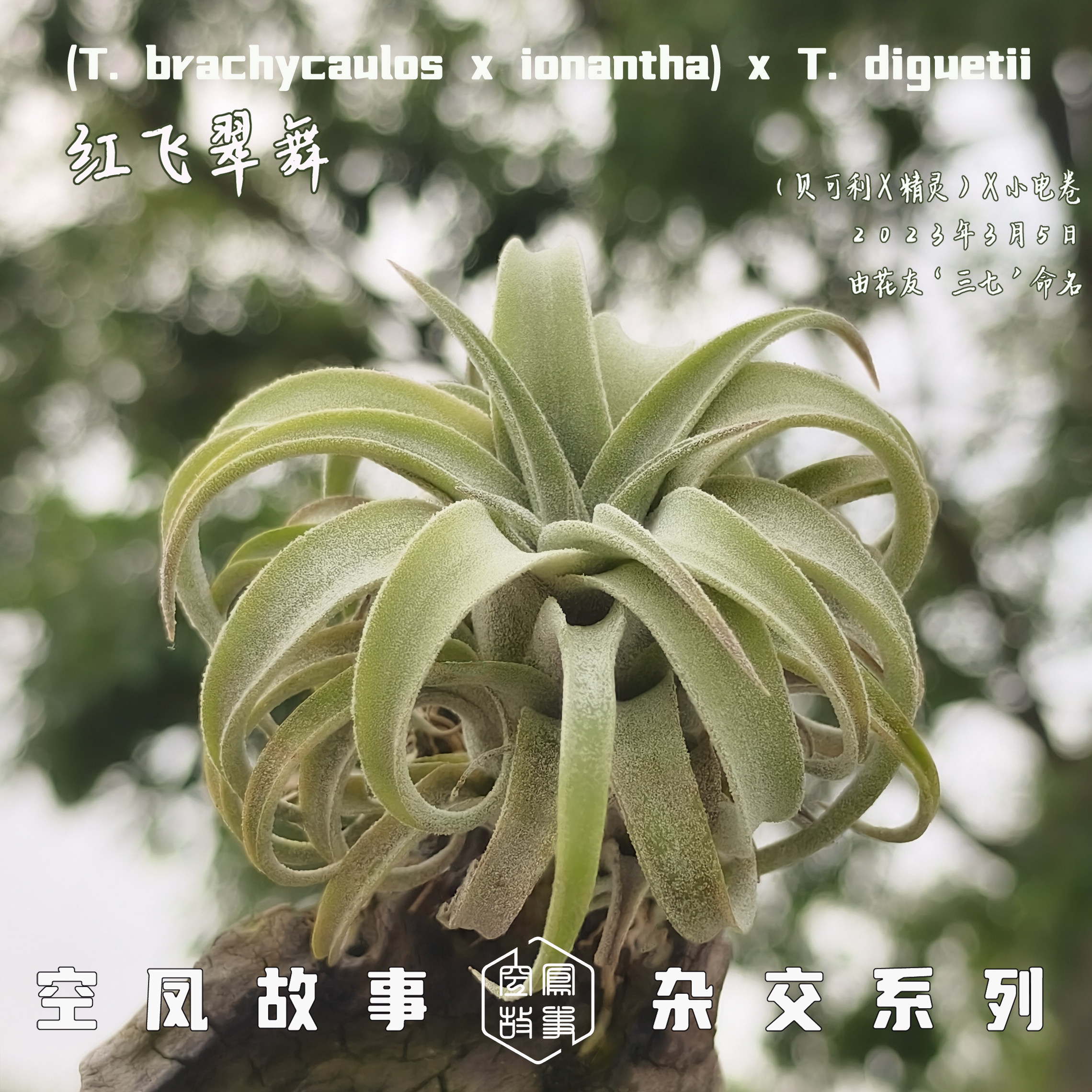 红飞翠舞｜(贝可利 × 精灵）x 小电卷 空凤故事实生空气凤梨