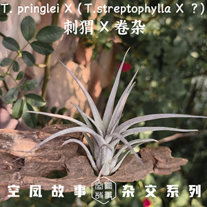 刺猬 x 卷杂 空凤故事自杂品种 室内绿植空气凤梨