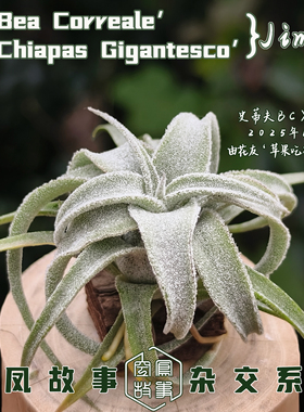 空气凤梨Jimmy｜史蒂夫BC x 香帕斯 空凤故事自育实生杂交