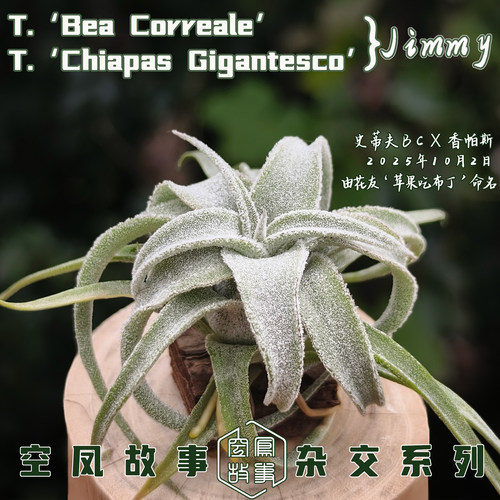 空气凤梨Jimmy｜史蒂夫BC x 香帕斯 空凤故事自育实生杂交