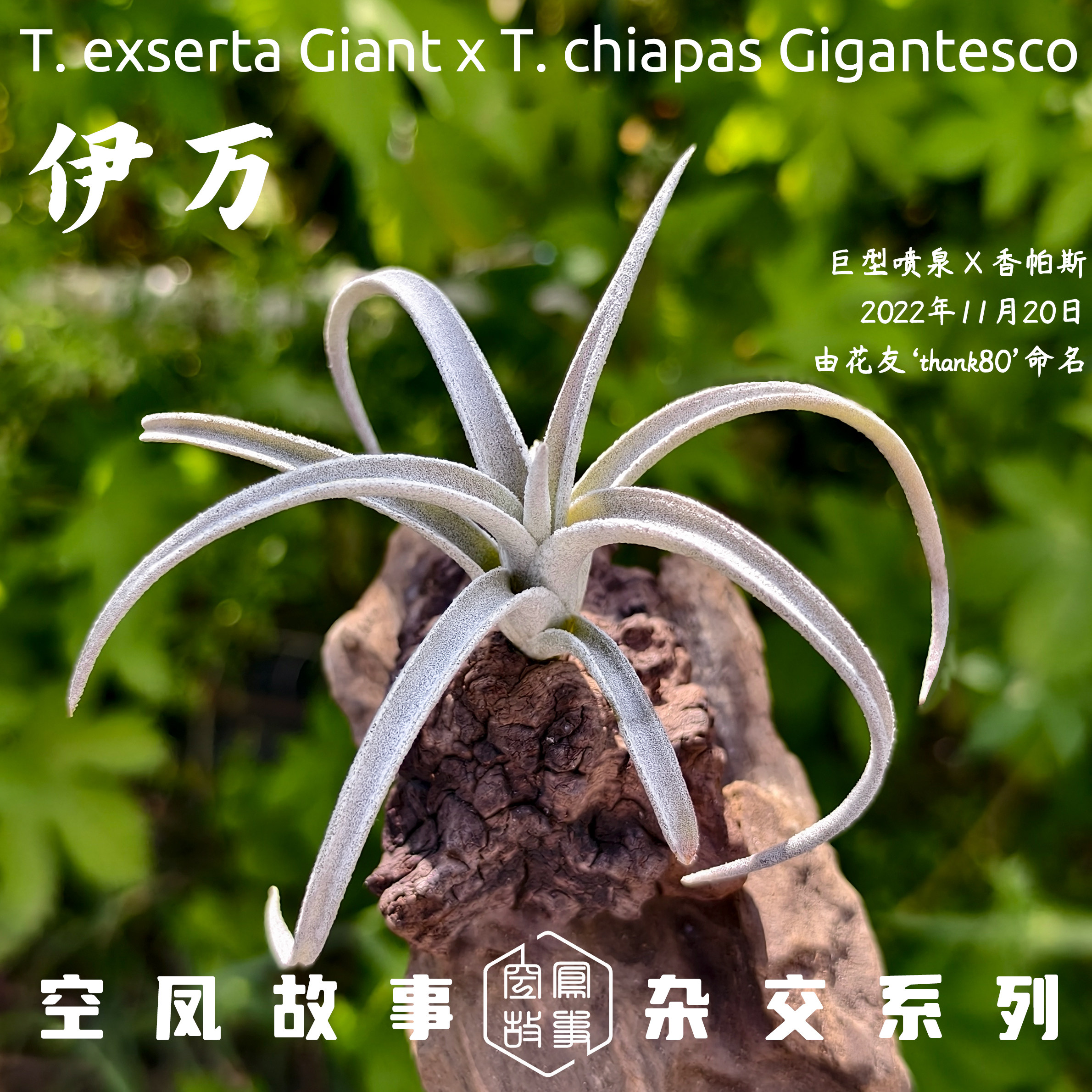 伊万｜喷泉 x 香帕斯 空凤故事自杂品种 室内绿植空气凤梨