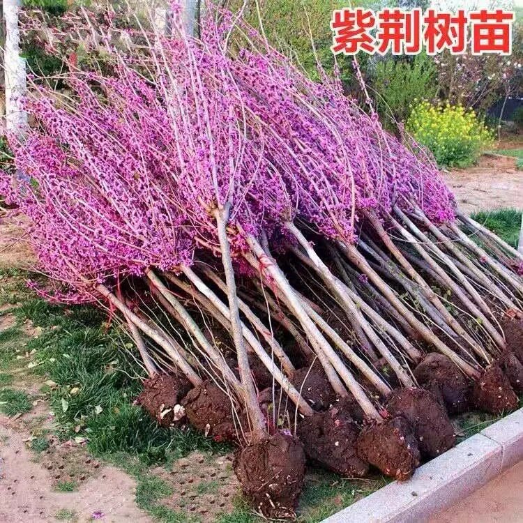 紫荆花树苗庭院盆栽观赏花卉观花植物工程道路绿化苗木风景树耐寒