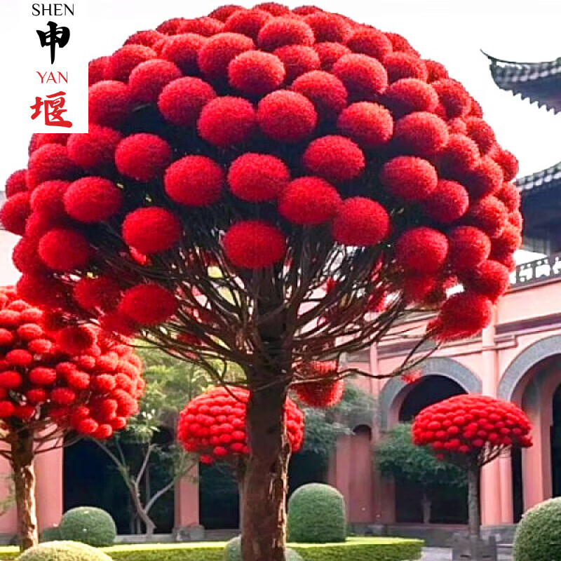 CLCEY浓香型流苏树苗室外庭院植物庭院风景树行道树别墅花卉