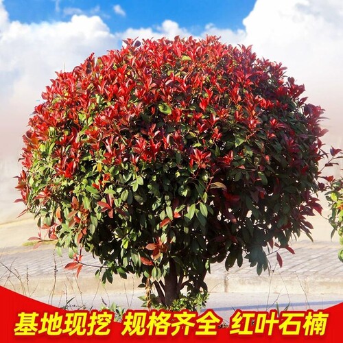 红叶石楠球火焰石楠小苗庭院耐寒篱笆墙四季常青植物高杆石楠树苗