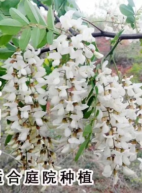 洋槐花树苗洋槐树刺槐树苗槐树苗食用槐花树苗白色洋槐花树庭院载