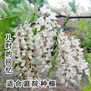 洋槐花树苗洋槐树刺槐树苗槐树苗食用槐花树苗白色洋槐花树庭院载