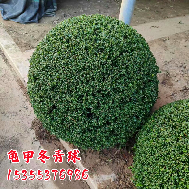 龟甲冬青球别墅庭院耐寒四季常青绿化风景树球型植物龟甲冬青小苗