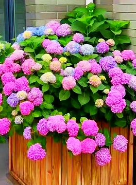 绣球花苗盆栽无尽夏开花好养的花四季不断花卉植物室内阳台好养活