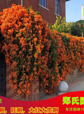 爬藤植物炮仗花苗盆栽四季常绿爬藤植物攀爬庭院围墙垂吊鞭炮花苗
