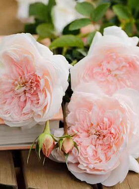 大红色玫瑰花苗盆栽老桩卡罗拉阳台庭院特大花浓香四季开花卉带花