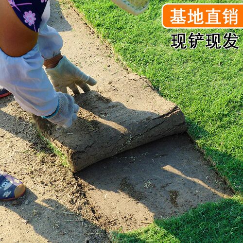草皮真草坪带泥土别墅花园绿化四季青果岭草台湾草马尼拉草皮带土