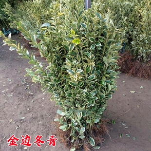 金边黄杨球树苗花叶冬青庭院行道耐寒四季常青绿化工程篱笆墙植物