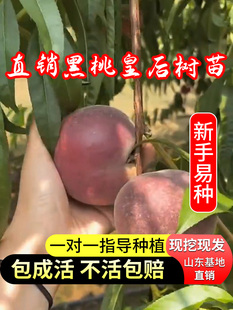新品种黑桃王桃树苗黑桃皇后巨型晚熟脆甜嫁接果树果苗南北方种植
