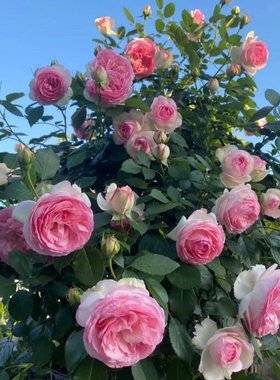 粉色龙沙宝石爬藤月季大苗盆栽浓香大花爬墙花卉庭院花园蔷薇花卉