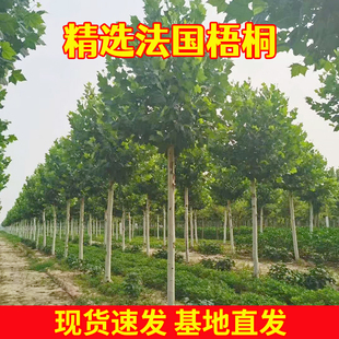 法国梧桐树悬铃木树苗大树庭院风景行道园林绿化苗木中国青桐法桐