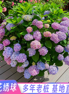 绣球花苗盆栽室内阳台庭院植物四季开花卉无尽夏当年开花耐寒老桩