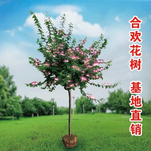 合欢树苗和缓苗绒花树苗芙蓉花树苗庭院花卉盆栽合欢花苗