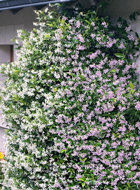 风车茉莉爬藤植物花卉盆栽银丝茉莉庭院室外四季常青耐寒 【白色