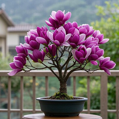 四季浓香型矮化玉兰花树苗盆栽花苗红玉兰花紫玉兰花树花卉庭院耐