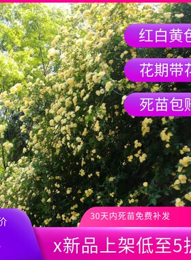 红黄白木香花苗爬藤植物四季开花红色木香花大苗藤本蔷薇花苗盆栽