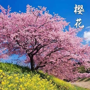 樱花树苗工程园林绿化庭院风景树苗木染井吉野早樱晚樱南北方种植