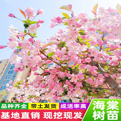 高杆海棠树苗西府海棠垂丝海棠北美海棠花卉庭院别墅地栽耐寒植物