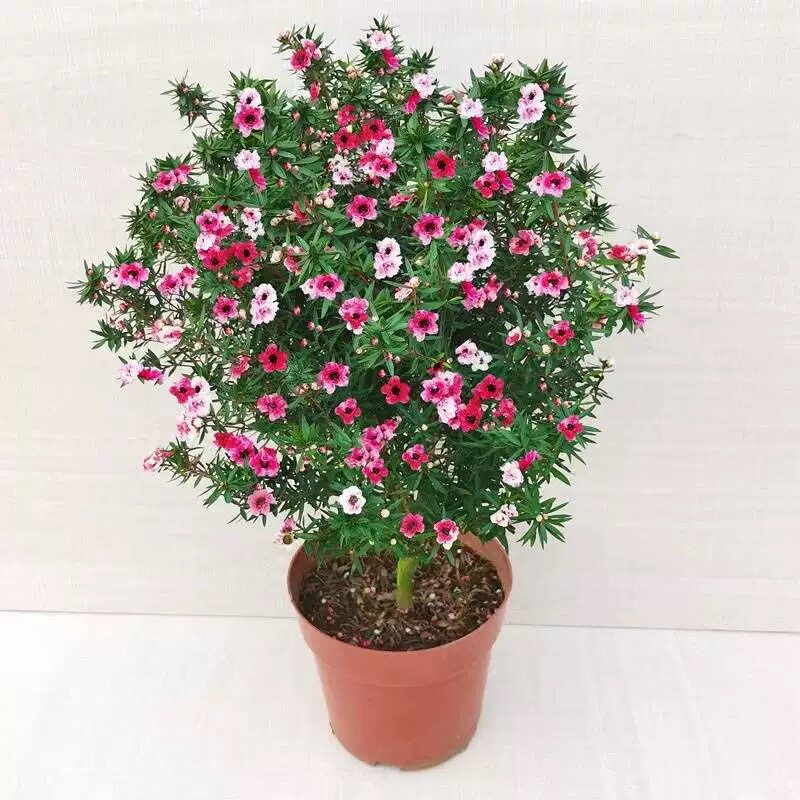 松红梅带花苞三色梅澳洲雪花梅室内花卉盆栽一树多色阳台四季观花图片