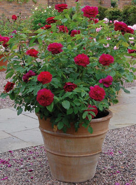 大花浓香月季花苗皇宫紫黑包子型四季开阳台花园玫瑰盆栽花卉