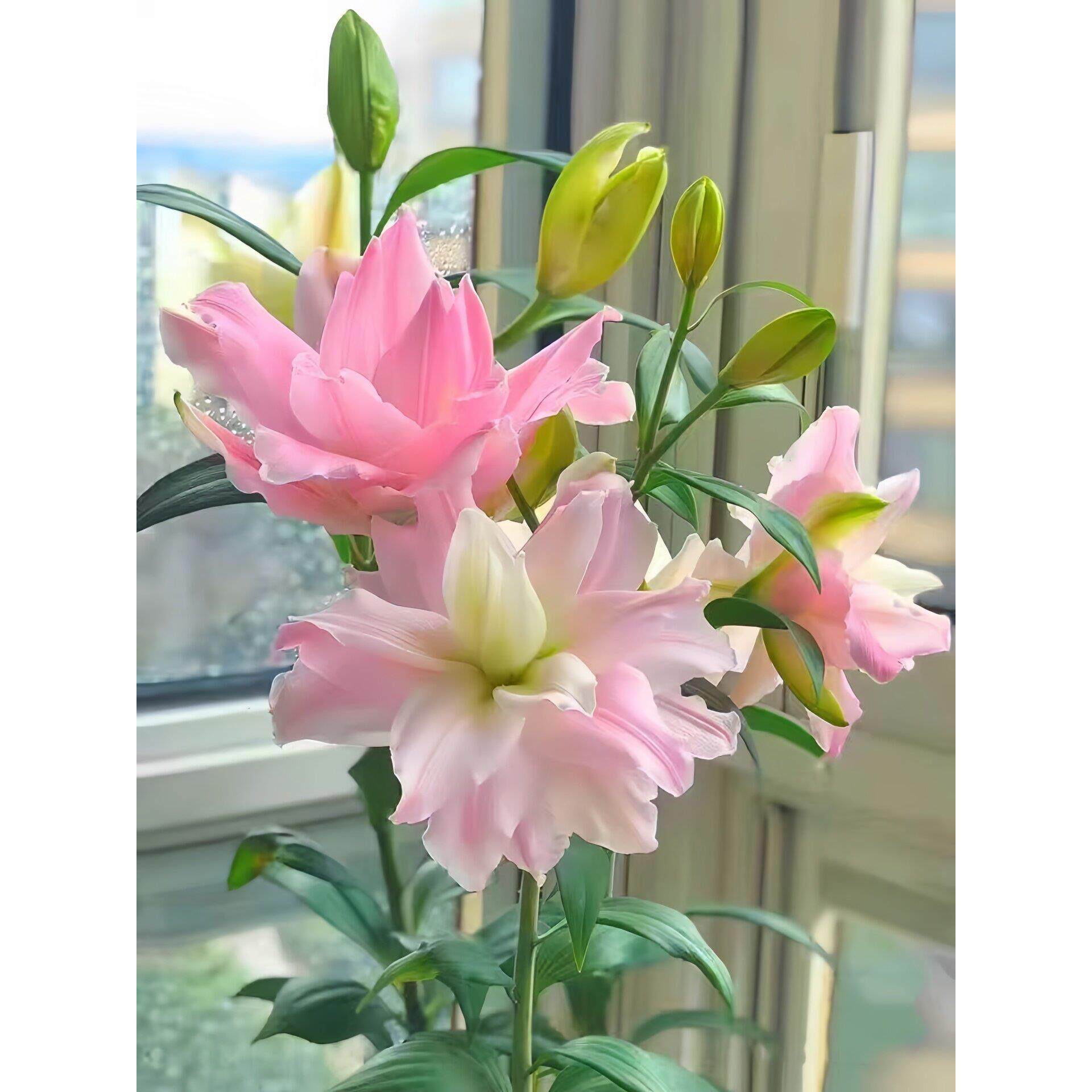 重瓣香水百合种球盆栽室内外阳台好养易活多年生花卉种子多头带芽