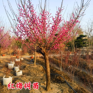 高杆红梅花树苗原生骨里红小苗庭院大型耐寒风景树嫁接盆栽绿梅苗