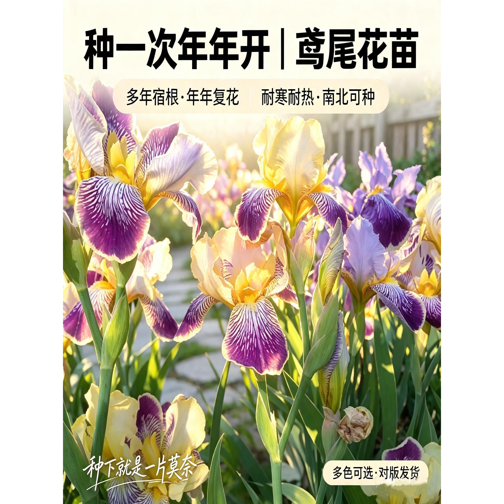 鸢尾花苗德国鸢尾大花多年生宿根耐寒花卉庭院阳台盆栽易活当年开
