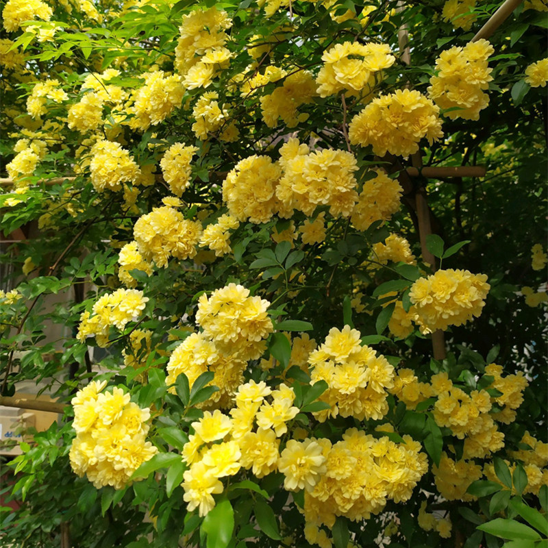 红木香花苗爬藤植物甜蜜黄白木香花树苗庭院四季开花大苗盆栽花卉图片