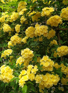 红木香花苗爬藤植物甜蜜黄白木香花树苗庭院四季开花大苗盆栽花卉