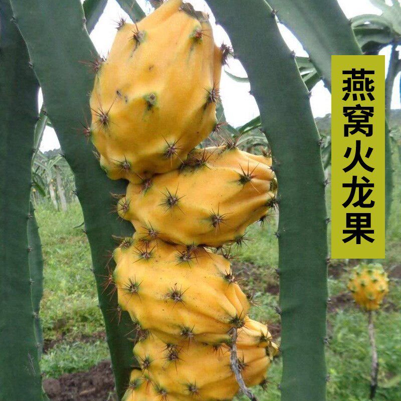 （哥伦比亚进口）燕窝火龙果树苗麒麟果嫁接黄色火龙果当年结果
