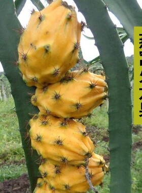 （哥伦比亚进口）燕窝火龙果树苗麒麟果嫁接黄色火龙果当年结果