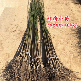 梅花树苗原生红梅小苗绿梅花嫁接骨里红庭院耐寒大型风景树宫粉梅