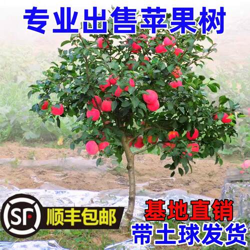 特大苹果树果苗嫁接冰糖心红富士盆地栽带土球南北方种植当年结果